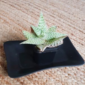 CP-I : Rectangular glazed plant or candle tray / tapas serving plate - 20x13cm - Black