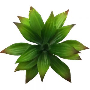 af101 : Single agave succulent - green 