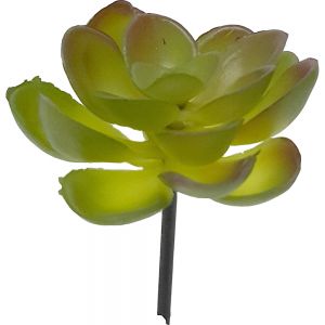 AF104 : small single succulent