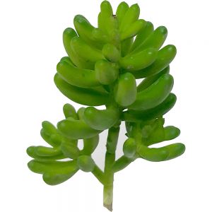 af105 : light green small branch succulent