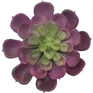 af132 : Large purple Echeveria Succulent